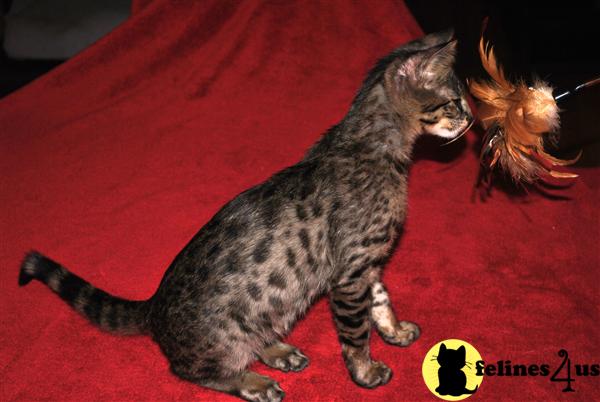 Kittens for Sale