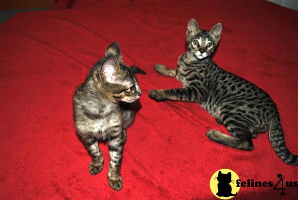 Kittens for Sale
