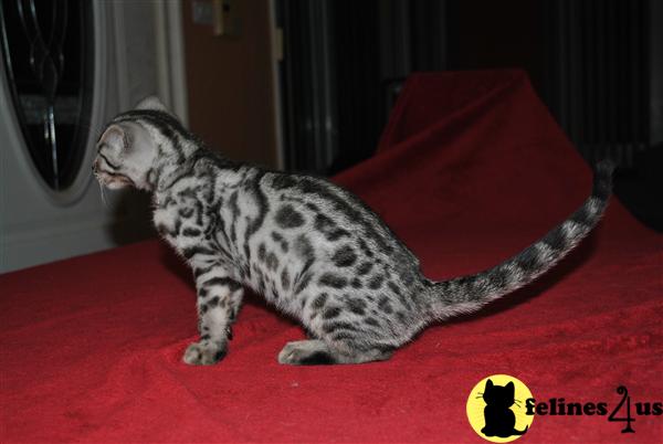 Kittens for Sale
