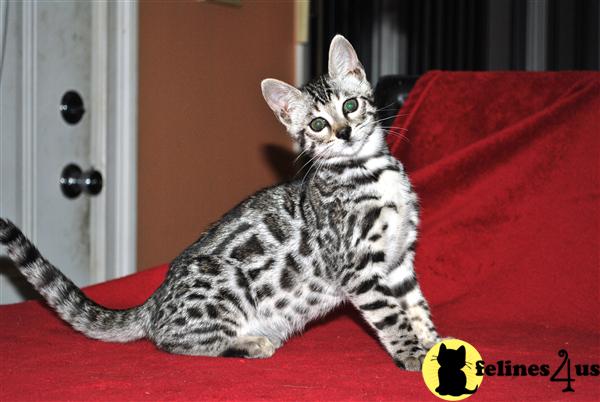 Kittens for Sale