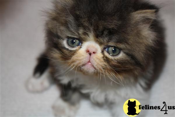 Kittens for Sale in Pennsylvania