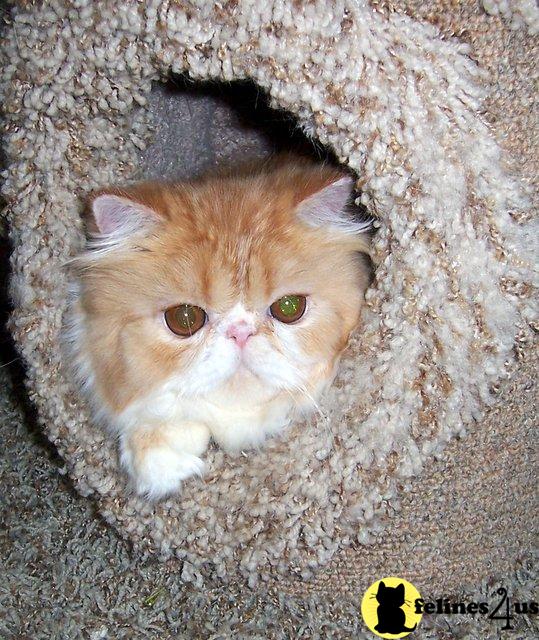 Kittens for Sale in Pennsylvania