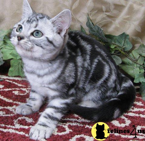 Kittens for Sale