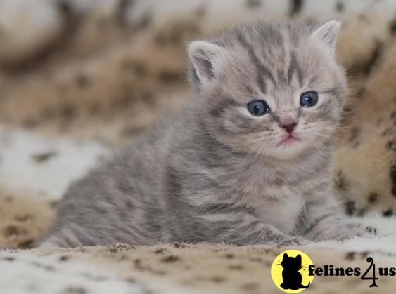 Kittens for Sale
