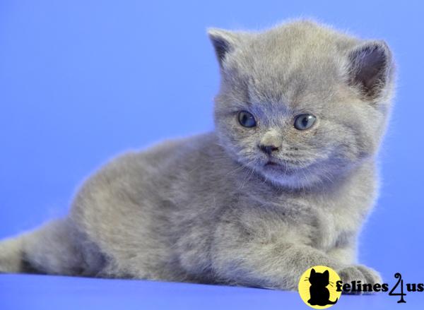 Kittens for Sale