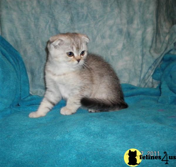Kittens for Sale