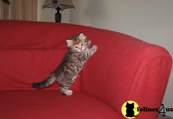 Kittens for Sale
