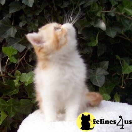 Kittens for Sale
