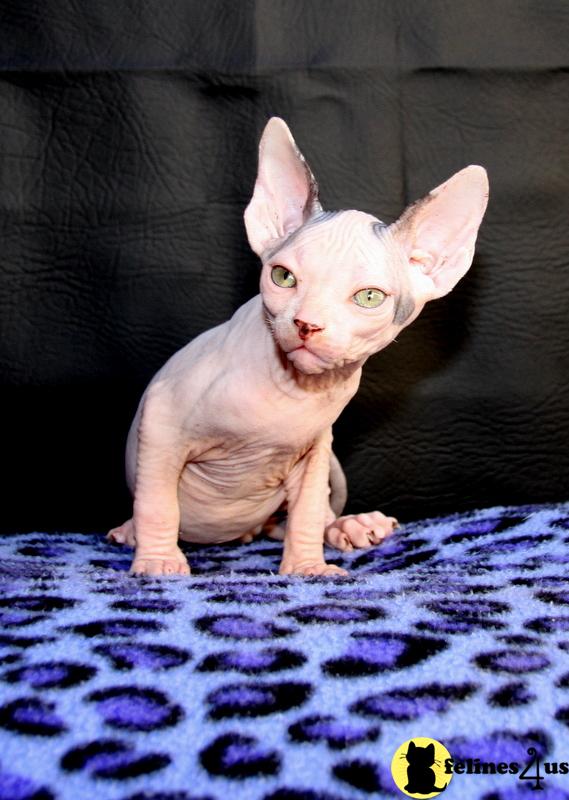 Kittens for Sale