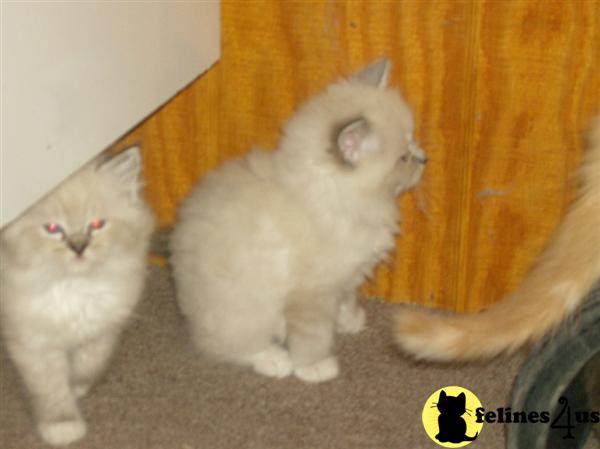 Kittens for Sale