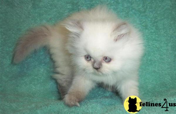 Kittens for Sale