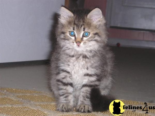 Kittens for Sale