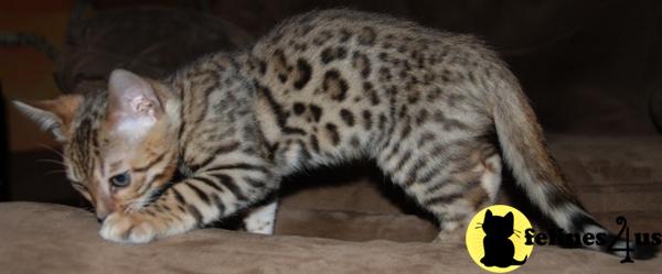 Kittens for Sale