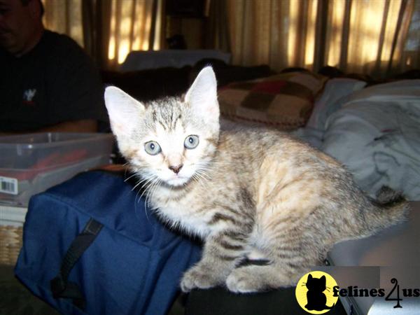 Kittens for Sale