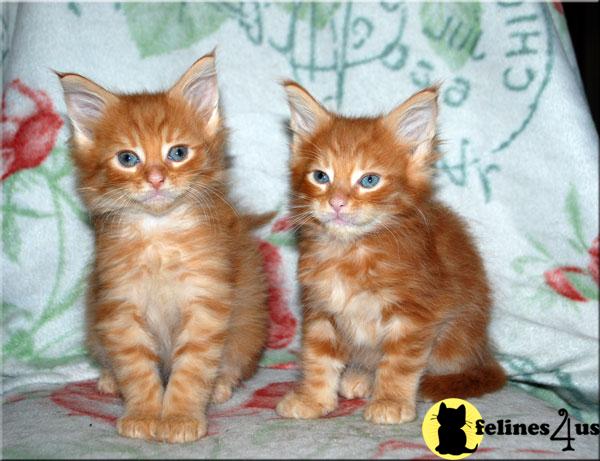 Kittens for Sale