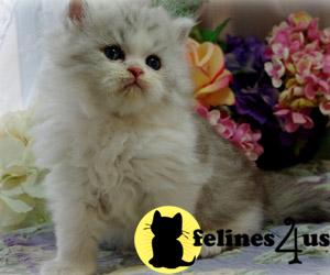 Kittens for Sale