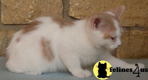 Kittens for Sale