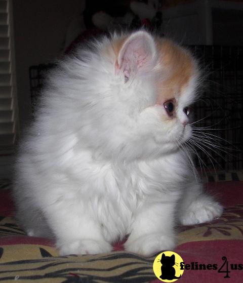 Kittens for Sale in Colorado