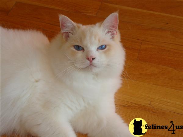 Cats for Sale