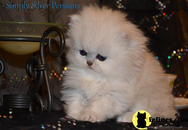 Kittens for Sale in Indiana