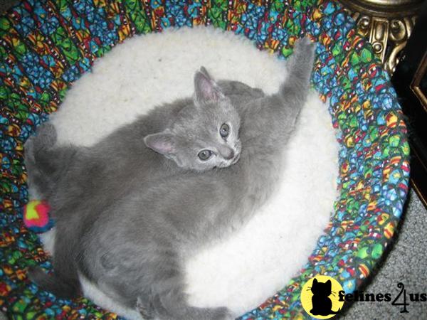 Chartreux Kitten in New Jersey