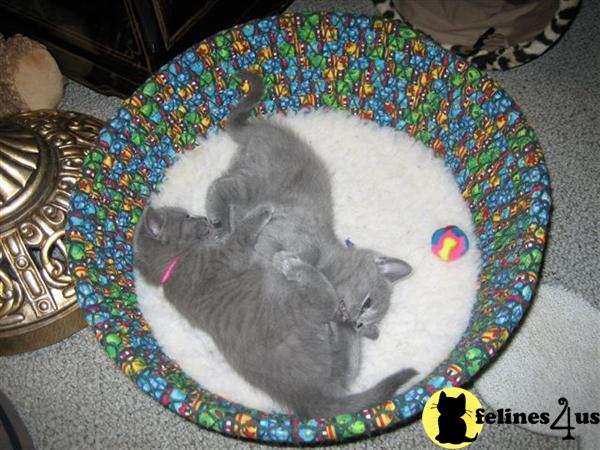 Chartreux Kittens for sale