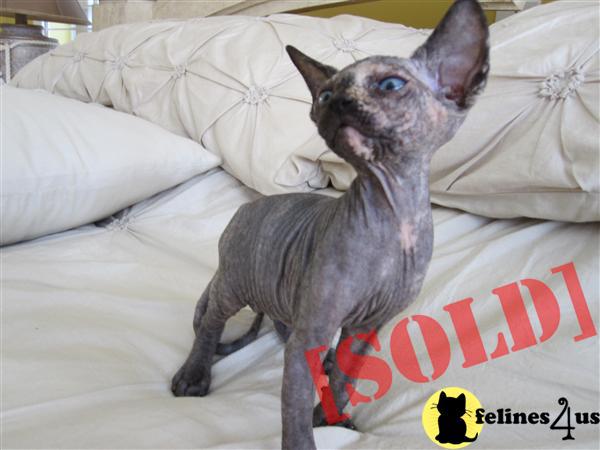 Sphynx female with blue eyes