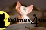 Kittens for Sale in Nebraska