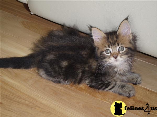 Maine Coon Kittens