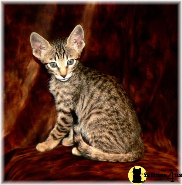 Savannah Kittens