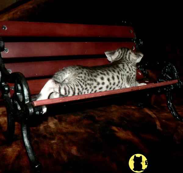 Exotic Savannah Hybrids ~ Perfectly Complete Your Home