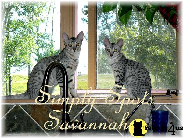 Kittens for Sale
