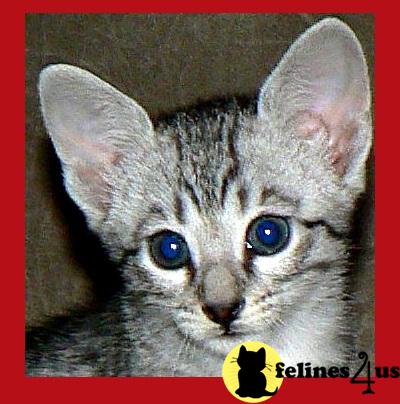 Savannah Kittens