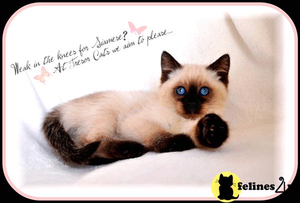 Applehead Siamese Kittens For Sale