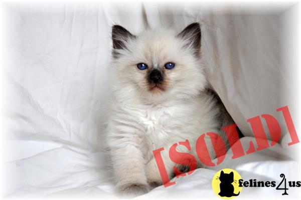 Applehead Balinese Kittens For Sale