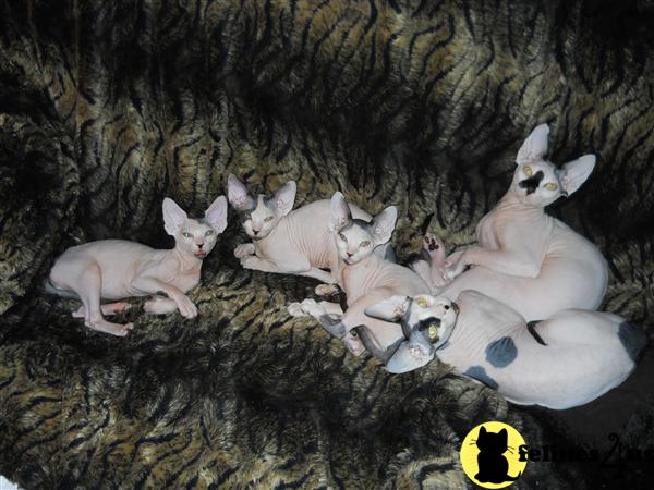 Sphynx Kittens