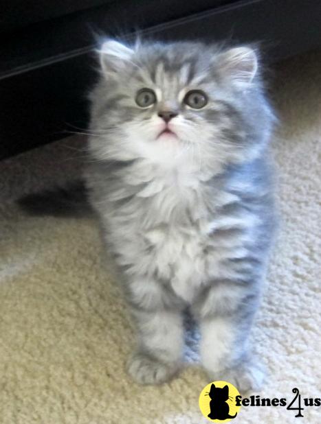 Scottish Fold Kittens