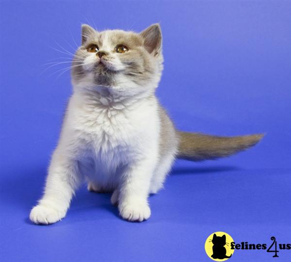 British Shorthair Kittens