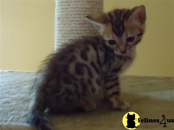 Bengal Kittens