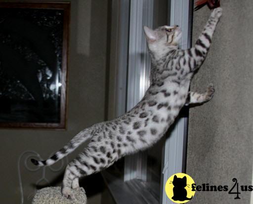 Savannah Kittens