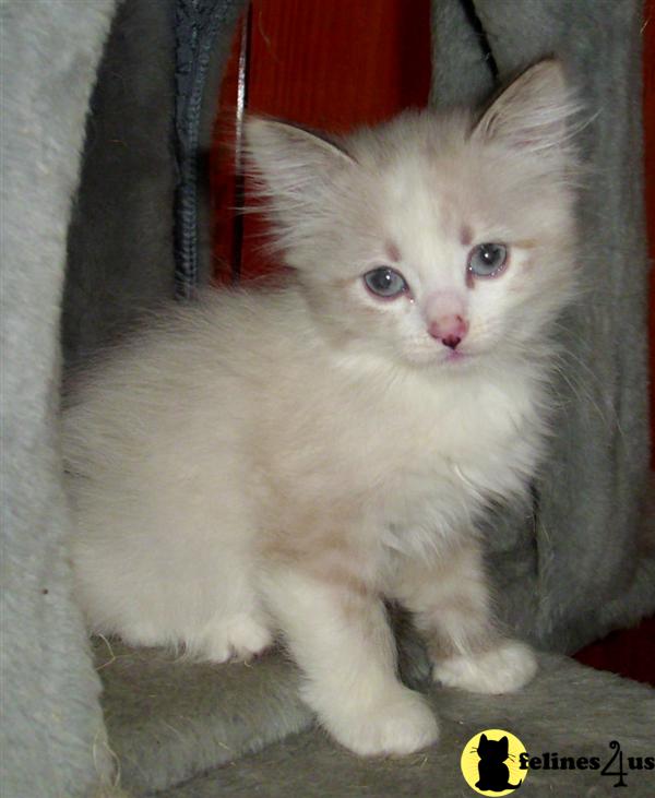 Kittens for Sale