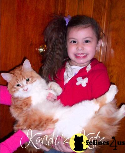 Russian Siberian - Male - Leo - Hypoallergenic