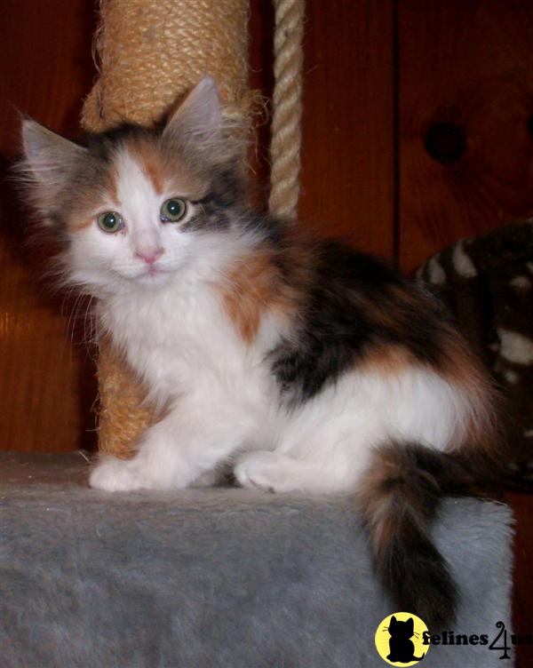 Kittens for Sale