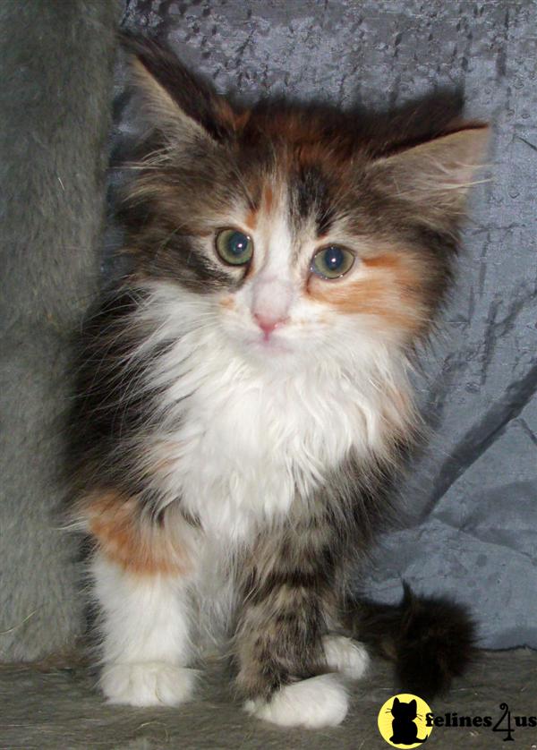 Siberian Kittens