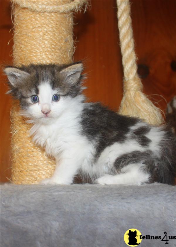 Siberian Kittens