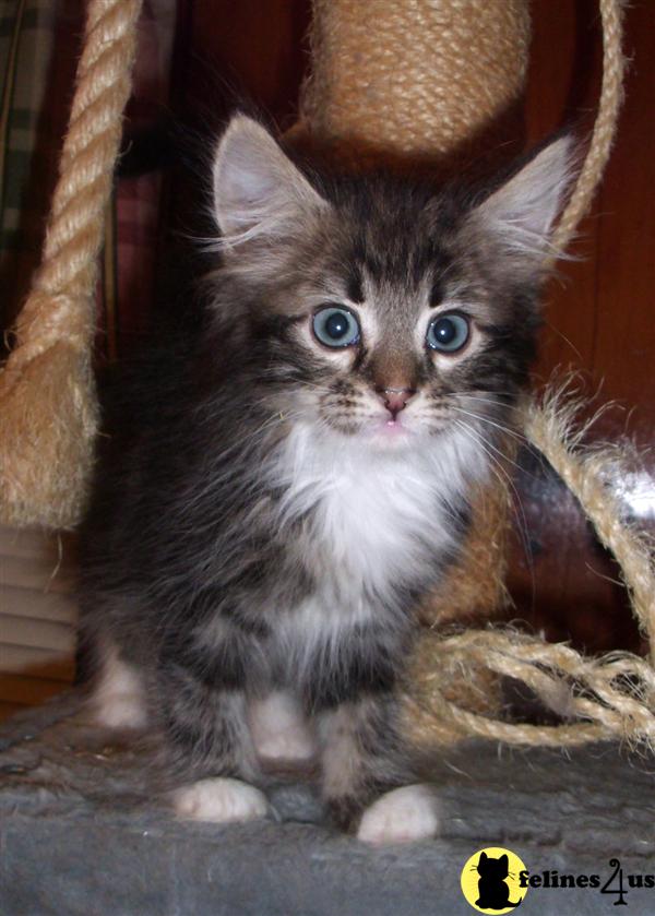 Siberian Kittens