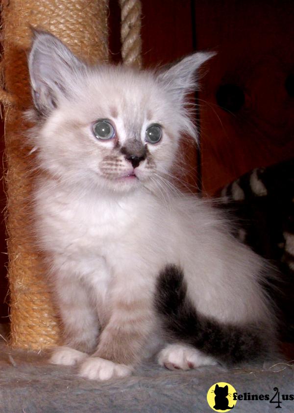 Siberian Kittens
