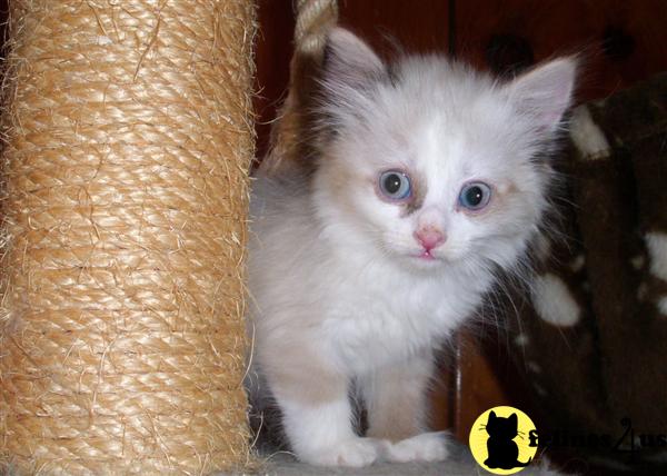 Siberian Kittens