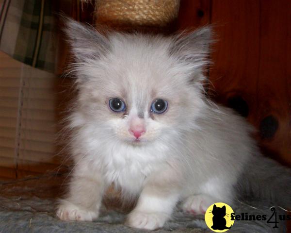 Siberian Kittens