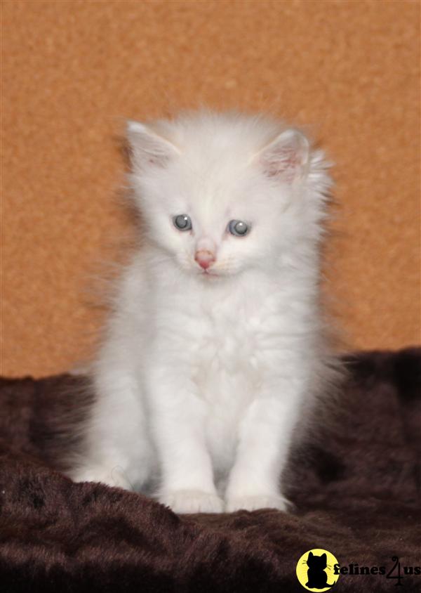 Siberian Kittens